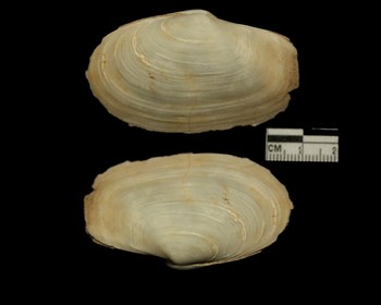 Bivalve pleistocene da identificare 02